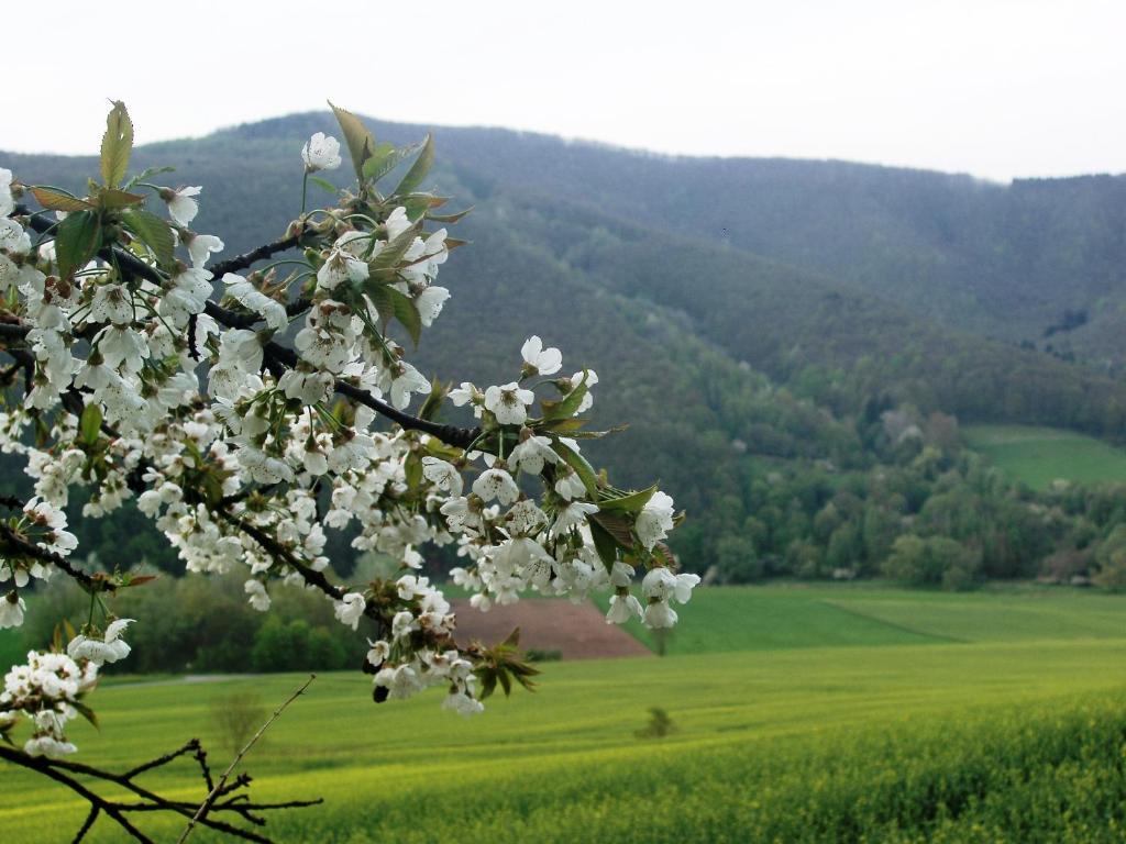 Landhaus Am Westerwald 马丁菲尔德 外观 照片